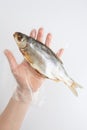 close up top view shot of a hand in a transparent plastic glove holding a single Russian dried salted vobla Caspian Royalty Free Stock Photo