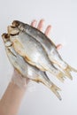  close up top view shot of a hand in a transparent plastic glove holding three Russian dried salted vobla Caspian Roach