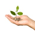 Hand with tree Royalty Free Stock Photo