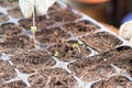 Hand with tweezer attempt to transfer germinated sprout into germination try with soil.