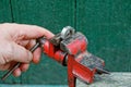 Hand twists the handle of the desired red vise