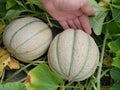 A hand with two cantaloupe melons growing