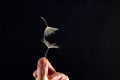Hand with two flying seeds of dandelion on dark background Royalty Free Stock Photo