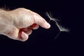Hand with two flying seeds of dandelion on dark background Royalty Free Stock Photo