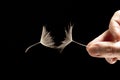 Hand with two flying seeds of dandelion on dark background Royalty Free Stock Photo