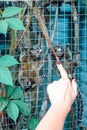 Hand and two monkeys. in the zoo Royalty Free Stock Photo