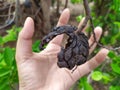 Hand under black dry of sugar apple in dry season