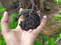 Hand under black dry of sugar apple in dry season