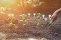 Hand of unknown female is digging by small garden shovel, planting green basil seedlings or plants in fertilized black Royalty Free Stock Photo