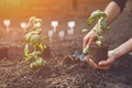 Hand of unknown gardener is using small garden shovel and holding young green basil seedling or plant in soil. Sunlight Royalty Free Stock Photo