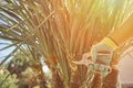 Hand of unknown worker in colorful glove is cutting green yucca or small palm tree with pruning shears on sunny backyard Royalty Free Stock Photo