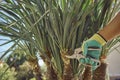 Hand of unknown worker in colorful glove is cutting green yucca or small palm tree with pruning shears on sunny backyard Royalty Free Stock Photo