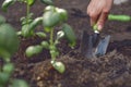 Hand of unrecognizable female is digging by small garden shovel near planted young green basil seedlings in soil Royalty Free Stock Photo