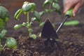 Hand of unrecognizable girl is loosening ground by small garden hoe, planting green basil seedlings in fertilized black Royalty Free Stock Photo