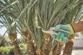 Hand of unrecognizable person in colorful glove is trimming green yucca or small palm tree with pruning shears on sunny Royalty Free Stock Photo