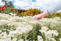 Hand of an unrecognizable woman picking a white flower in a garden Royalty Free Stock Photo