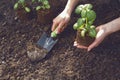 Hand of unrecognizable woman is using small garden shovel, holding green basil sprout or plant in soil. Ready for Royalty Free Stock Photo