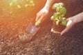 Hand of unrecognizable woman is using small garden shovel, holding green basil sprout or plant in soil. Ready for Royalty Free Stock Photo