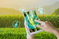 Hand using mobile phone inspecting young green corn field in agriculture garden and light shines sunset Royalty Free Stock Photo