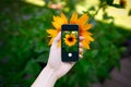 Hand using phone taking photo beauty sunflower in bavaria Royalty Free Stock Photo