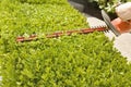 Hand Using Power Hedge Trimmer