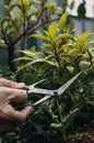 Close-up of Hands Pruning Lush Green Plants with Sharp Gardening Shears Royalty Free Stock Photo
