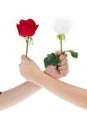 Hand using red rose and white rose to make an arm wrestle Royalty Free Stock Photo