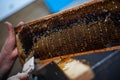 Hand using a scraper to clog honeycombs with honey in a frame. Beekeeper Unseal Honeycomb. Royalty Free Stock Photo