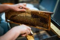 Hand using a scraper to clog honeycombs with honey in a frame. Beekeeper Unseal Honeycomb. Royalty Free Stock Photo