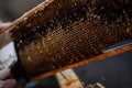 Hand using a scraper to clog honeycombs with honey in a frame. Beekeeper Unseal Honeycomb. Royalty Free Stock Photo