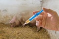 Hand of veterinarian holds syringe. Pig or hog in background