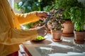 Hand with vintage scissors cut leaves of organic basil growing in clay pot on kitchen table for cook