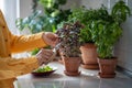 Hand with vintage scissors cut leaves of organic basil growing in clay pot on kitchen table for cook Royalty Free Stock Photo