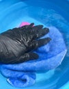 Hand wash napkins in a blue basin. female hand in black glove washes clothes Royalty Free Stock Photo