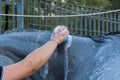 Hand Washing Horse with a Sponge after Training Royalty Free Stock Photo