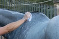 Hand Washing Horse with a Sponge after Training