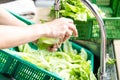 Hand washing leafy vegetable with running water in household sin Royalty Free Stock Photo