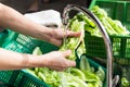 Hand washing leafy vegetable with running water in household sin Royalty Free Stock Photo