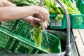 Hand washing leafy vegetable with running water in household sin Royalty Free Stock Photo