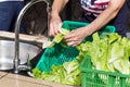 Hand washing leafy vegetable with running water in household sin Royalty Free Stock Photo