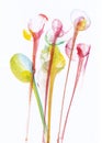 Art Abstract Flowers .