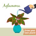 Hand watering aglaonema plant