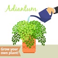 Hand watering adiantum plant