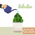 Hand watering rebutia plant
