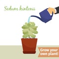 Hand watering sedum hintonii plant