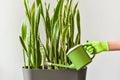 Hand with a watering can waters a houseplant. Care and watering of decorative indoor plants Royalty Free Stock Photo