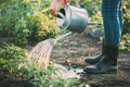 Hand watering herbs in the garden. Royalty Free Stock Photo