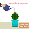 Hand watering mammillaria compressa plant Royalty Free Stock Photo