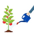 Hand watering money fruit tree with can.