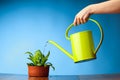 Hand watering a plant Royalty Free Stock Photo